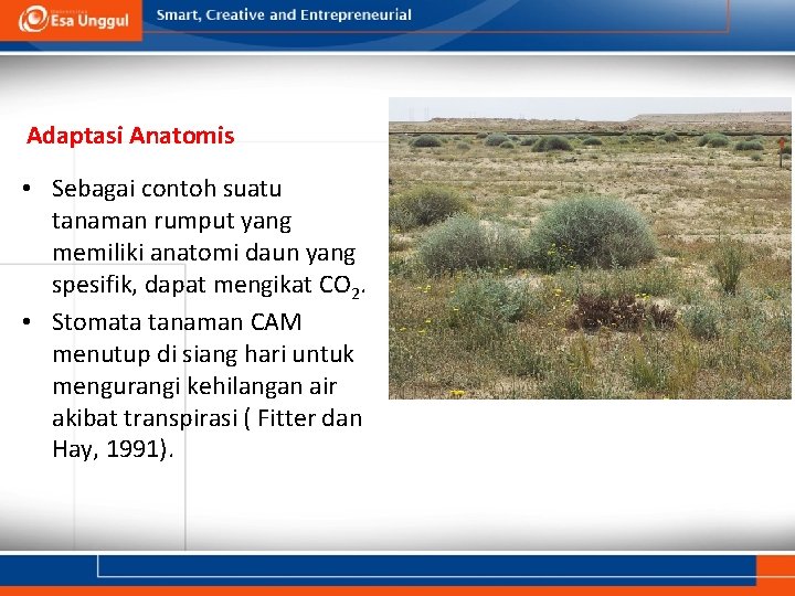 Adaptasi Anatomis • Sebagai contoh suatu tanaman rumput yang memiliki anatomi daun yang spesifik,