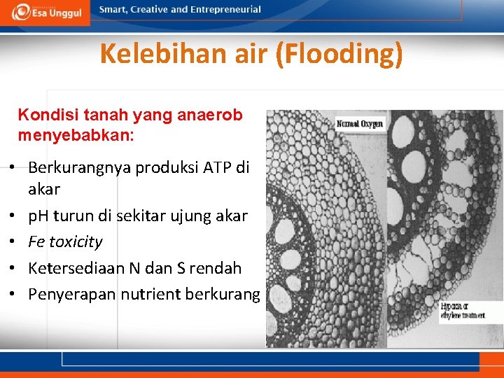 Kelebihan air (Flooding) Kondisi tanah yang anaerob menyebabkan: • Berkurangnya produksi ATP di akar