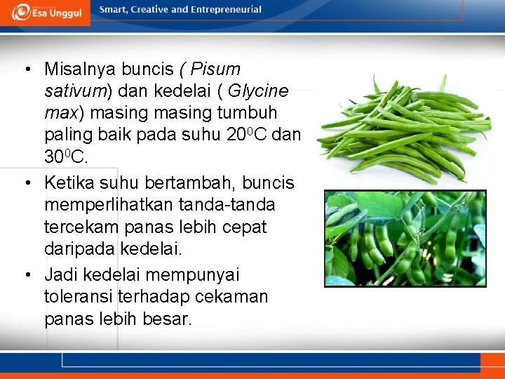  • Misalnya buncis ( Pisum sativum) dan kedelai ( Glycine max) masing tumbuh