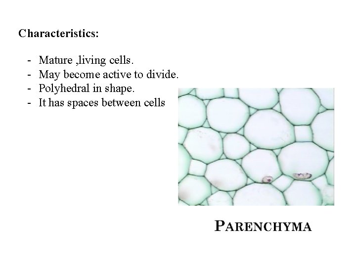 Characteristics: - Mature , living cells. May become active to divide. Polyhedral in shape.