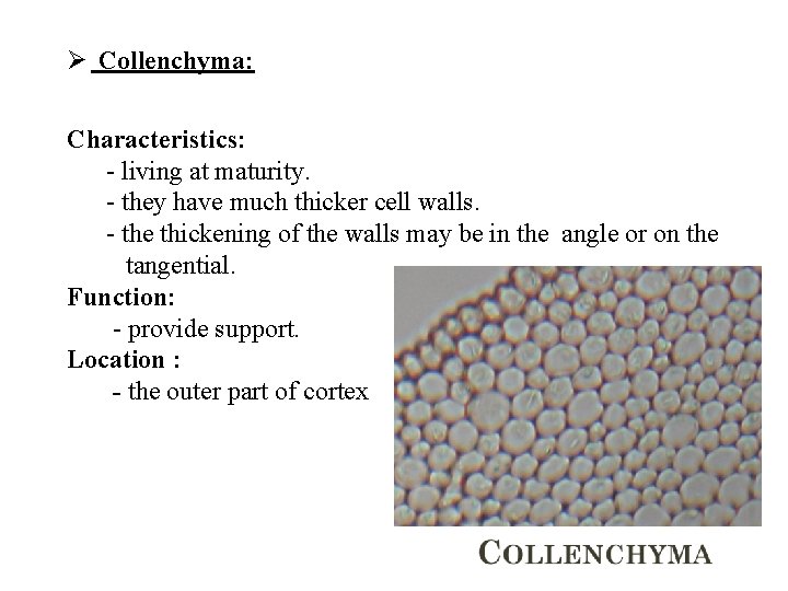 Ø Collenchyma: Characteristics: - living at maturity. - they have much thicker cell walls.