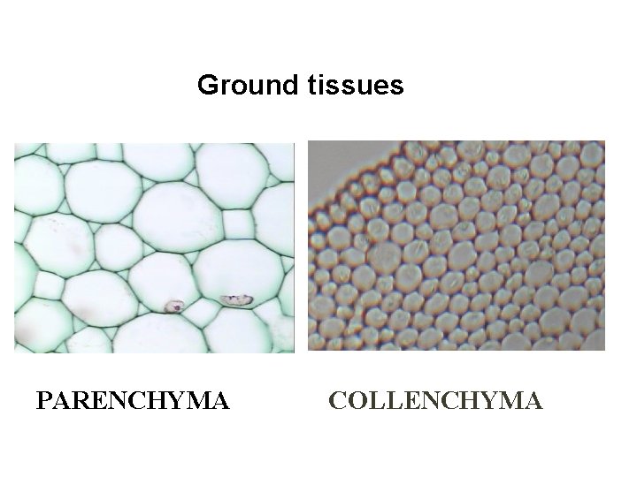 Ground tissues PARENCHYMA COLLENCHYMA 