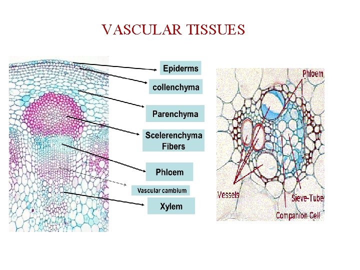 VASCULAR TISSUES 