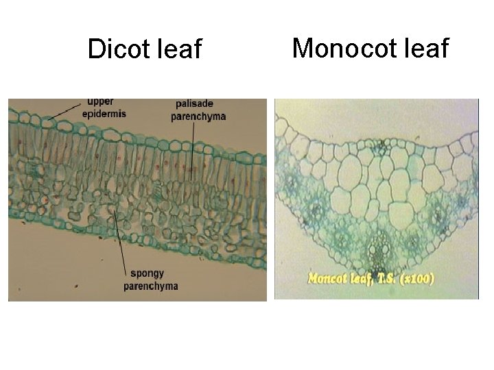 Dicot leaf Monocot leaf 