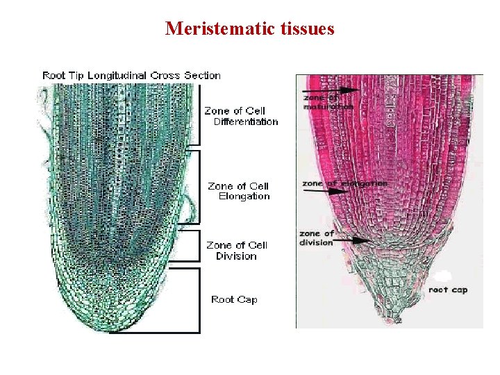 Meristematic tissues 