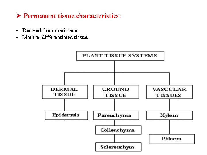 Ø Permanent tissue characteristics: - Derived from meristems. - Mature , differentiated tissue. 