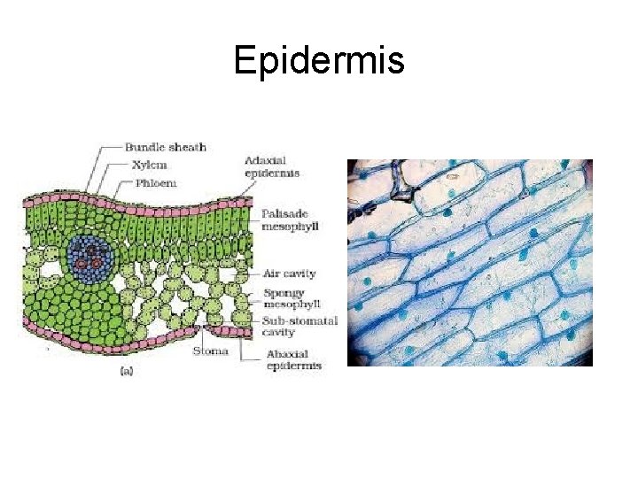 Epidermis 