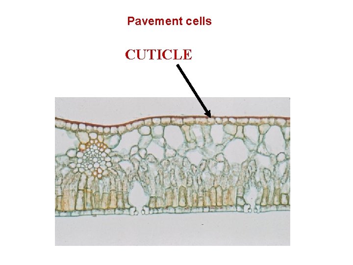 Pavement cells CUTICLE 