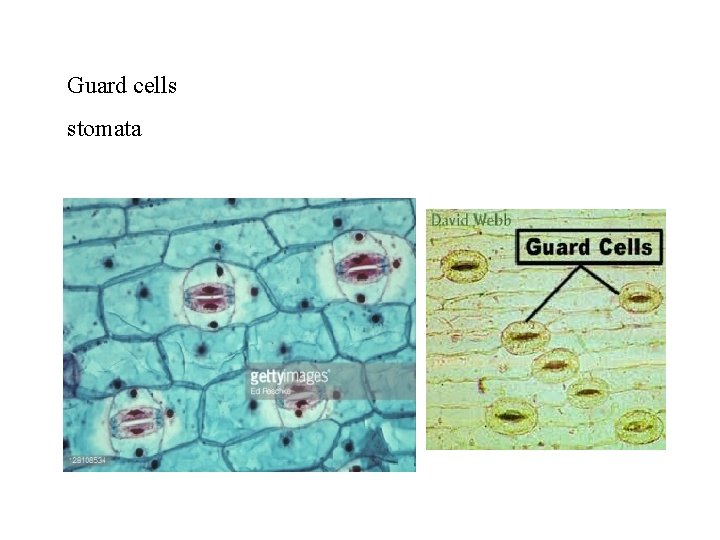 Guard cells stomata 