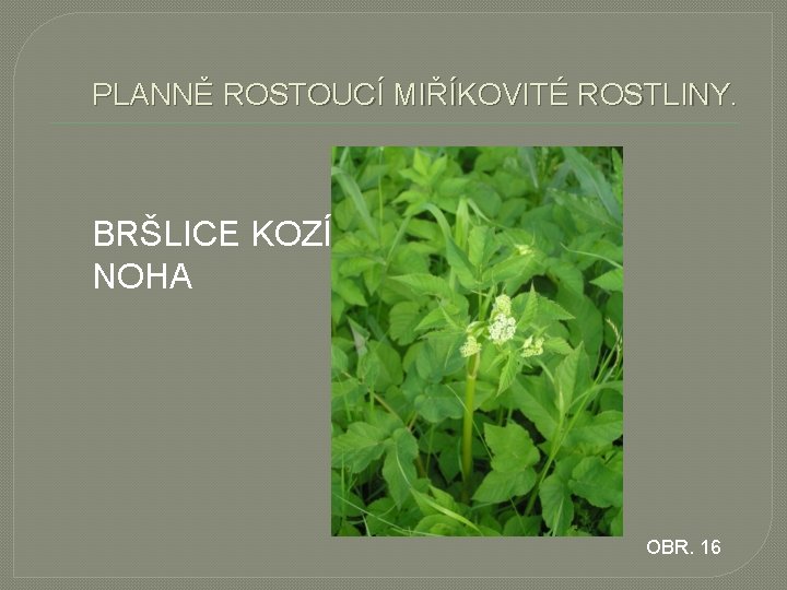 PLANNĚ ROSTOUCÍ MIŘÍKOVITÉ ROSTLINY. BRŠLICE KOZÍ NOHA OBR. 16 