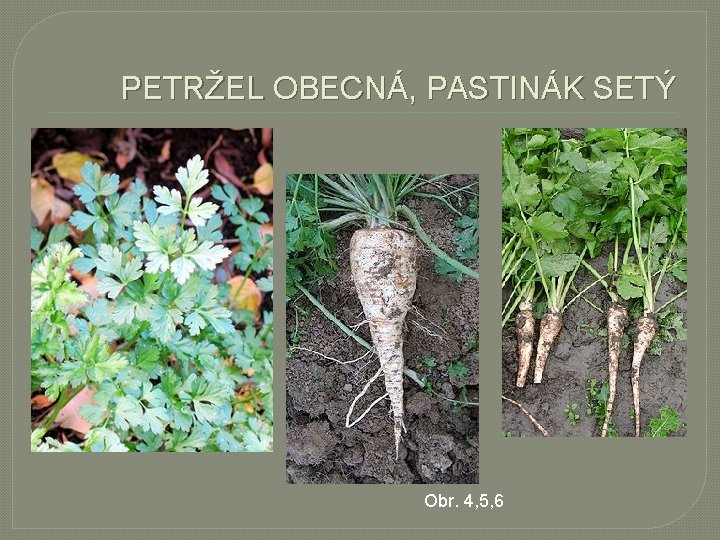PETRŽEL OBECNÁ, PASTINÁK SETÝ Obr. 4, 5, 6 