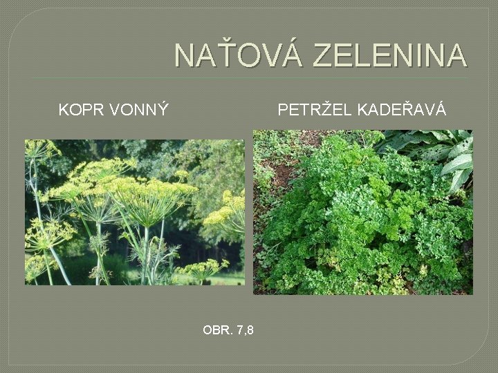 NAŤOVÁ ZELENINA KOPR VONNÝ PETRŽEL KADEŘAVÁ OBR. 7, 8 