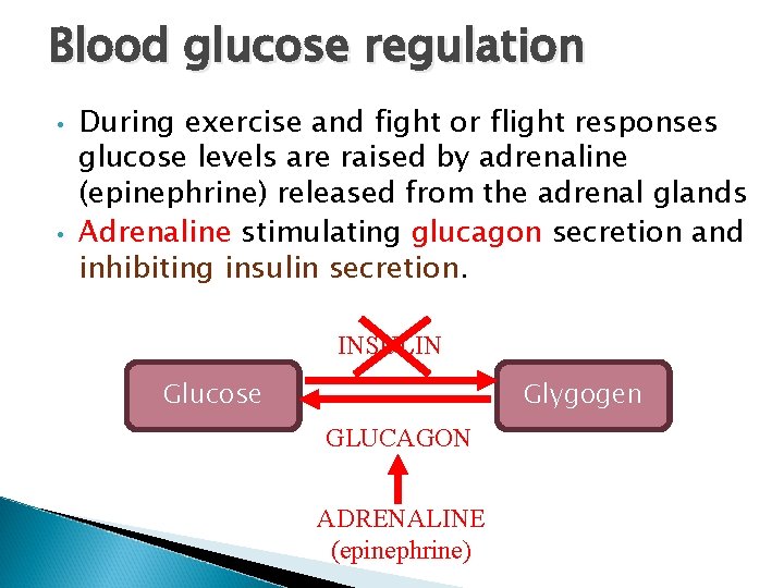 Blood glucose regulation • • During exercise and fight or flight responses glucose levels