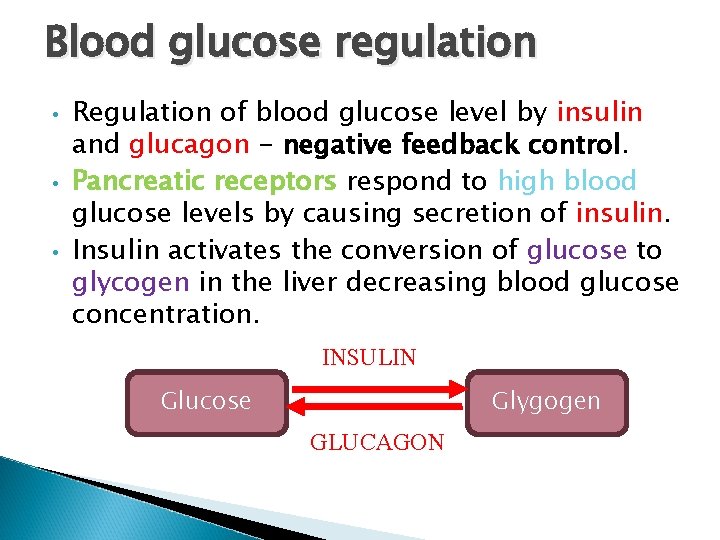 Blood glucose regulation • • • Regulation of blood glucose level by insulin and