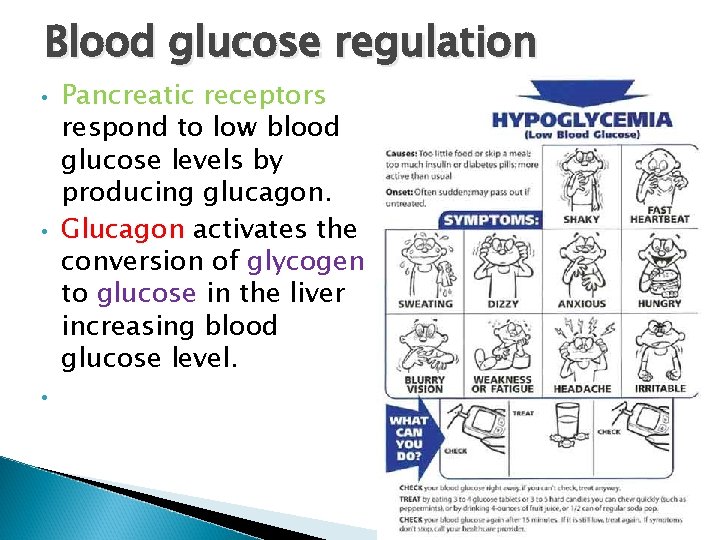 Blood glucose regulation • • • Pancreatic receptors respond to low blood glucose levels