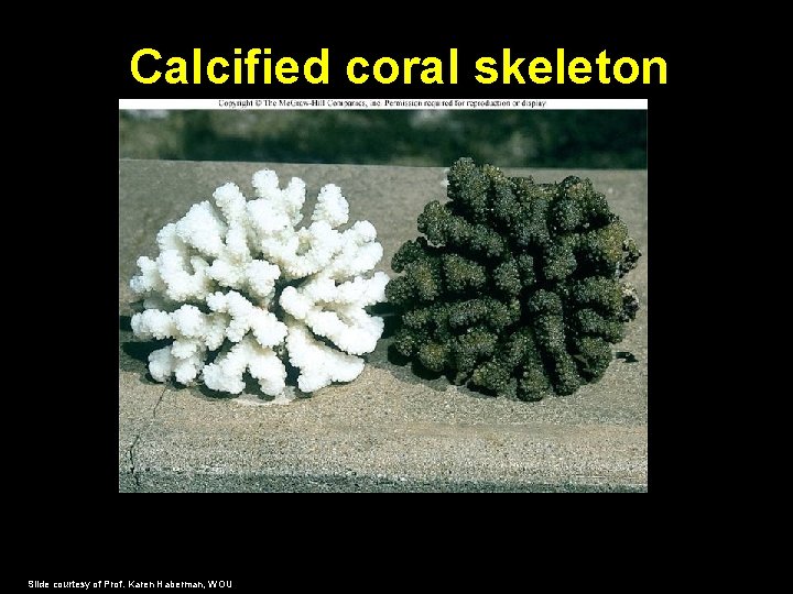 Calcified coral skeleton Slide courtesy of Prof. Karen Haberman, WOU 
