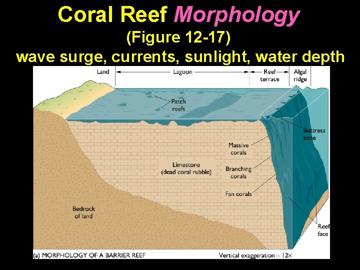 Coral Reef Morphology (Figure 12 -17) wave surge, currents, sunlight, water depth 