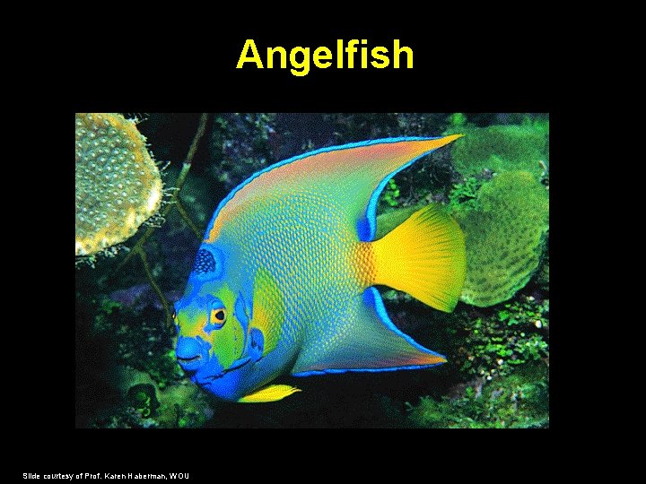 Angelfish Slide courtesy of Prof. Karen Haberman, WOU 