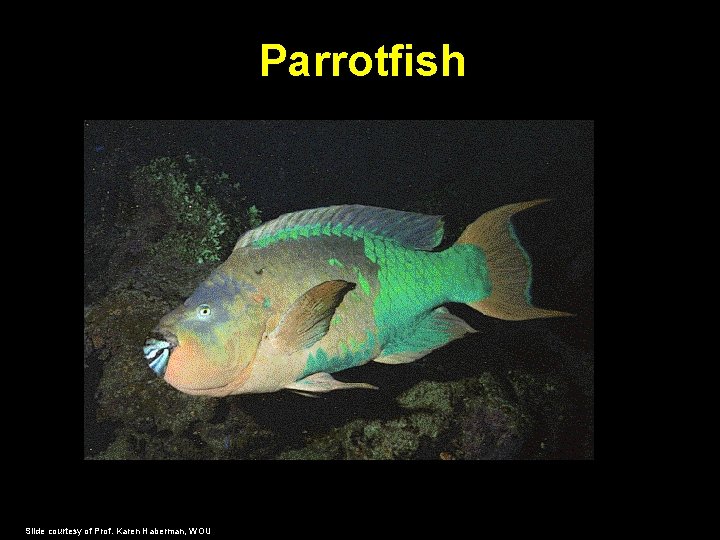 Parrotfish Slide courtesy of Prof. Karen Haberman, WOU 