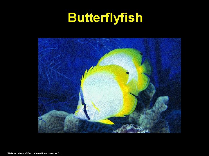 Butterflyfish Slide courtesy of Prof. Karen Haberman, WOU 