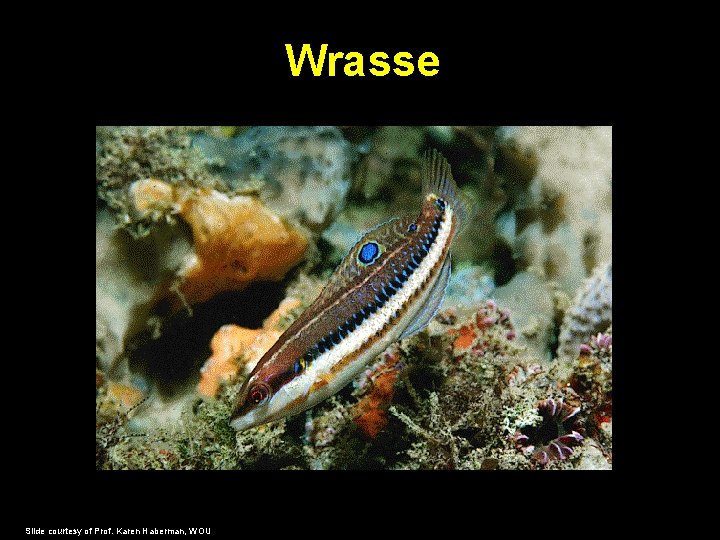 Wrasse Slide courtesy of Prof. Karen Haberman, WOU 