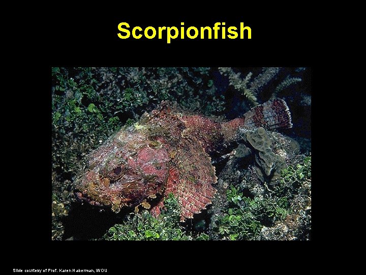 Scorpionfish Slide courtesy of Prof. Karen Haberman, WOU 