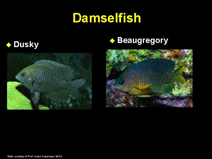 Damselfish Dusky Slide courtesy of Prof. Karen Haberman, WOU Beaugregory 