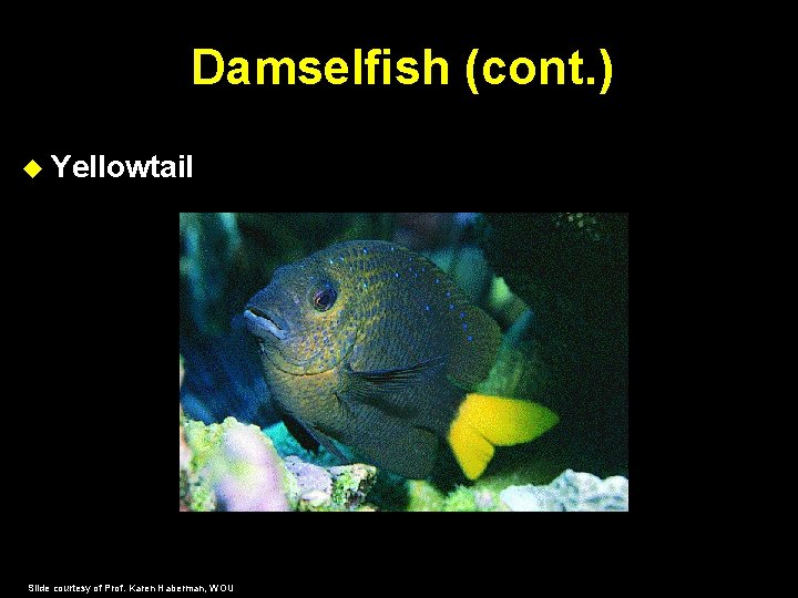 Damselfish (cont. ) Yellowtail Slide courtesy of Prof. Karen Haberman, WOU 