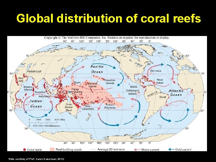 Global distribution of coral reefs Slide courtesy of Prof. Karen Haberman, WOU 