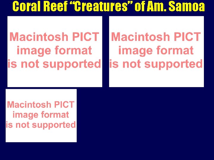 Coral Reef “Creatures” of Am. Samoa 