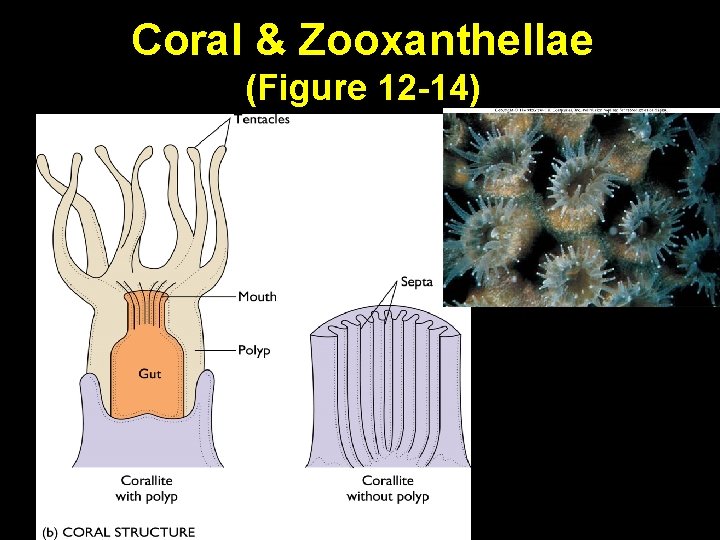 Coral & Zooxanthellae (Figure 12 -14) 