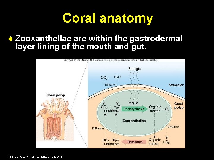 Coral anatomy Zooxanthellae are within the gastrodermal layer lining of the mouth and gut.