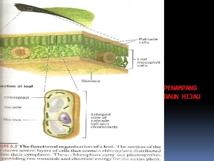 PENAMPANG DAUN HIJAU 