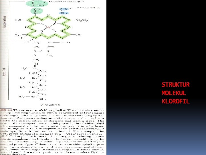 STRUKTUR MOLEKUL KLOROFIL 