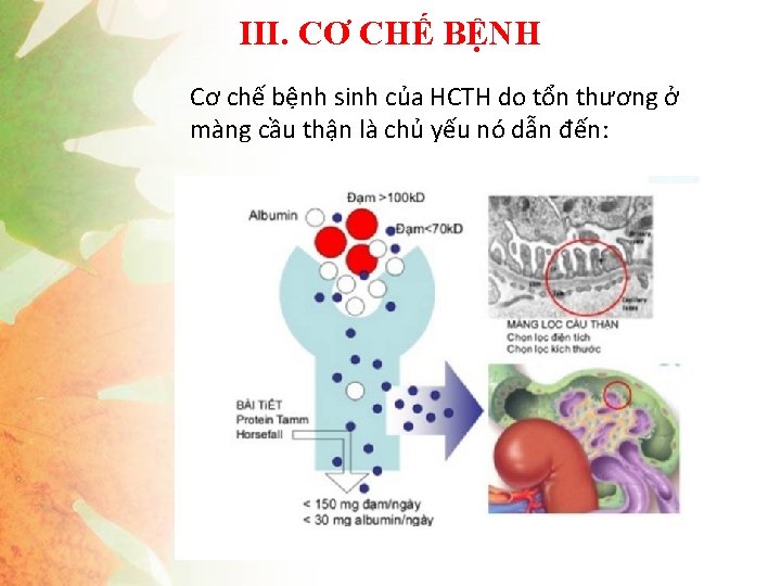 III. CƠ CHẾ BỆNH Cơ chế bệnh sinh của HCTH do tổn thương ở