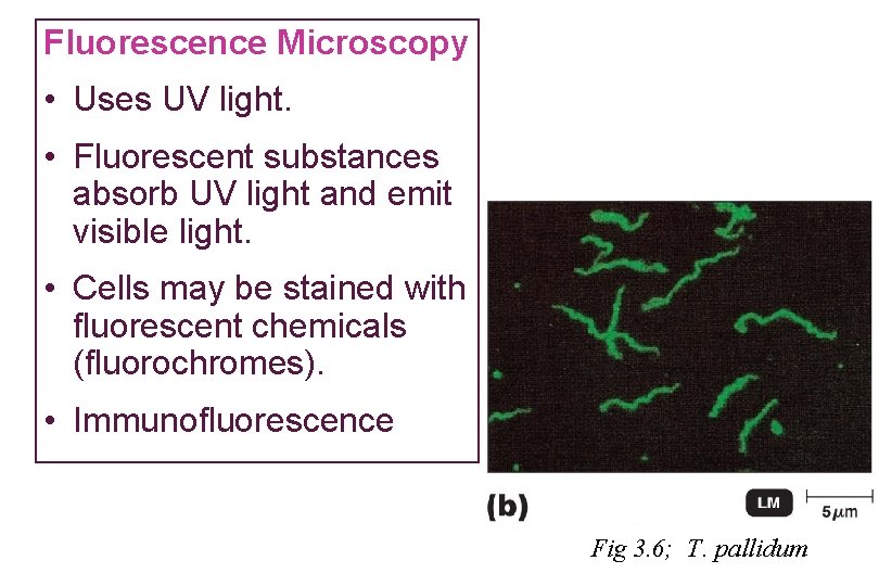 Fluorescence Microscopy • Uses UV light. • Fluorescent substances absorb UV light and emit