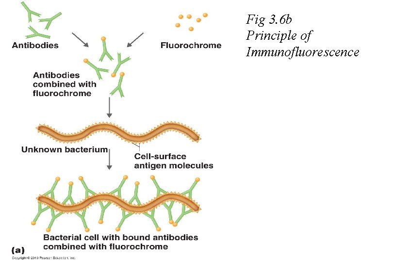 Figure 3. 6 a Fig 3. 6 b Principle of Immunofluorescence 