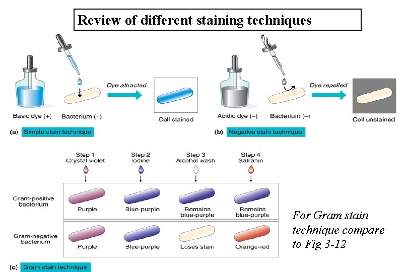 Review of different staining techniques Important Staining Reactions in Microbiology For Gram stain technique