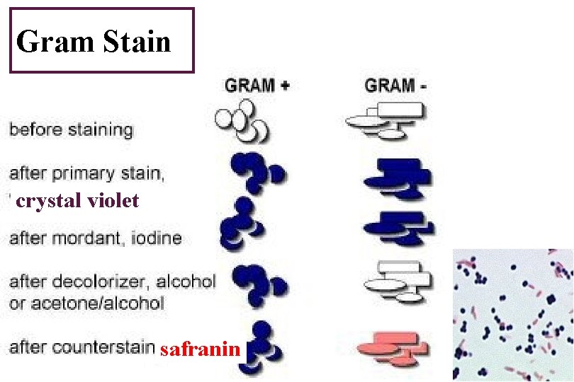 Gram Stain crystal violet safranin 