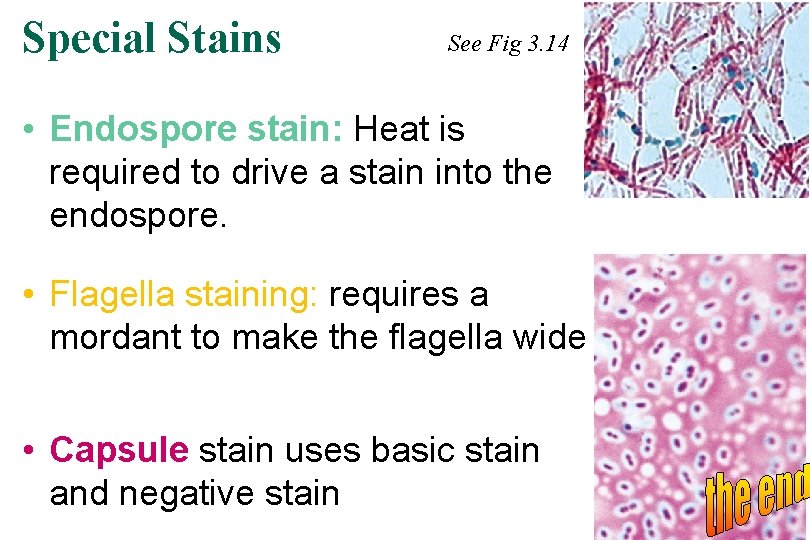 Special Stains See Fig 3. 14 • Endospore stain: Heat is required to drive