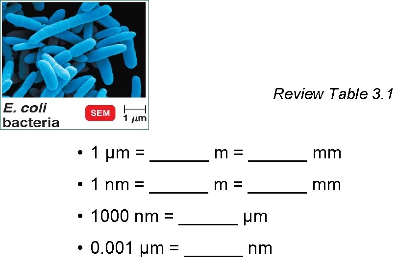 Units of Measurement Review Table 3. 1 • 1 µm = ______ mm •