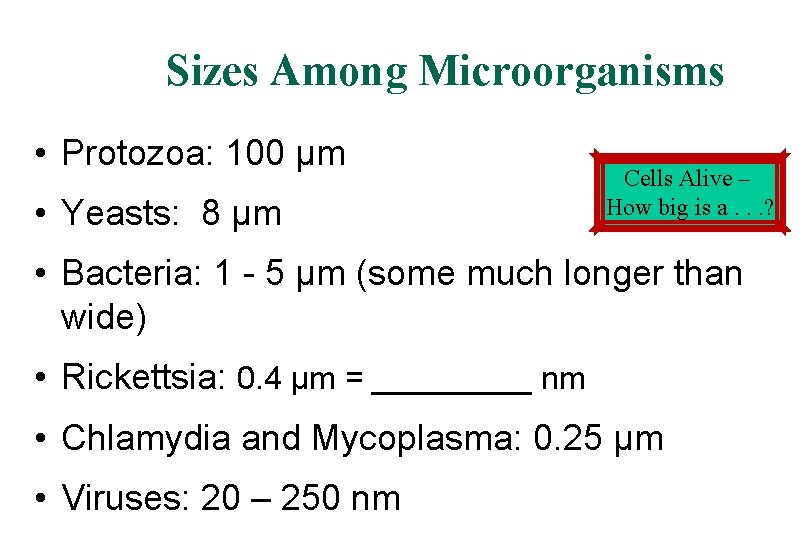 Sizes Among Microorganisms • Protozoa: 100 µm • Yeasts: 8 µm Cells Alive –