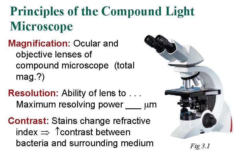 Principles of the Compound Light Microscope Magnification: Ocular and objective lenses of compound microscope