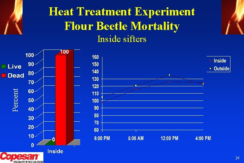 Heat Treatment Experiment Flour Beetle Mortality Percent Inside sifters 24 