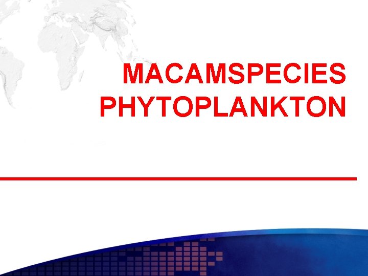 MACAMSPECIES PHYTOPLANKTON 