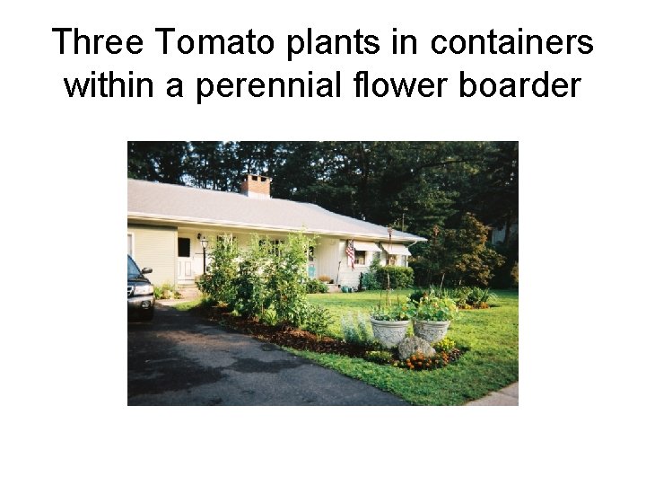 Three Tomato plants in containers within a perennial flower boarder 