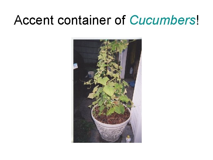 Accent container of Cucumbers! 