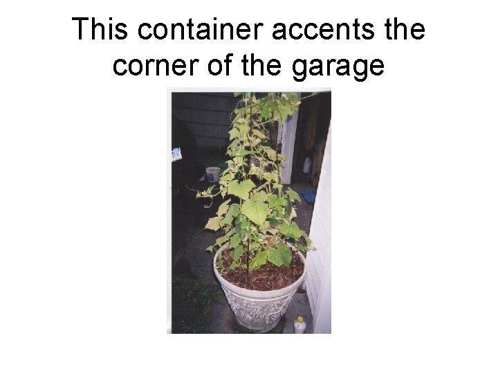 This container accents the corner of the garage 