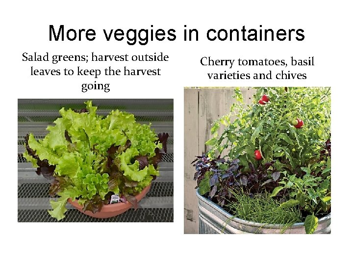 More veggies in containers Salad greens; harvest outside leaves to keep the harvest going