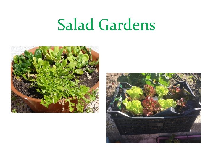 Salad Gardens 